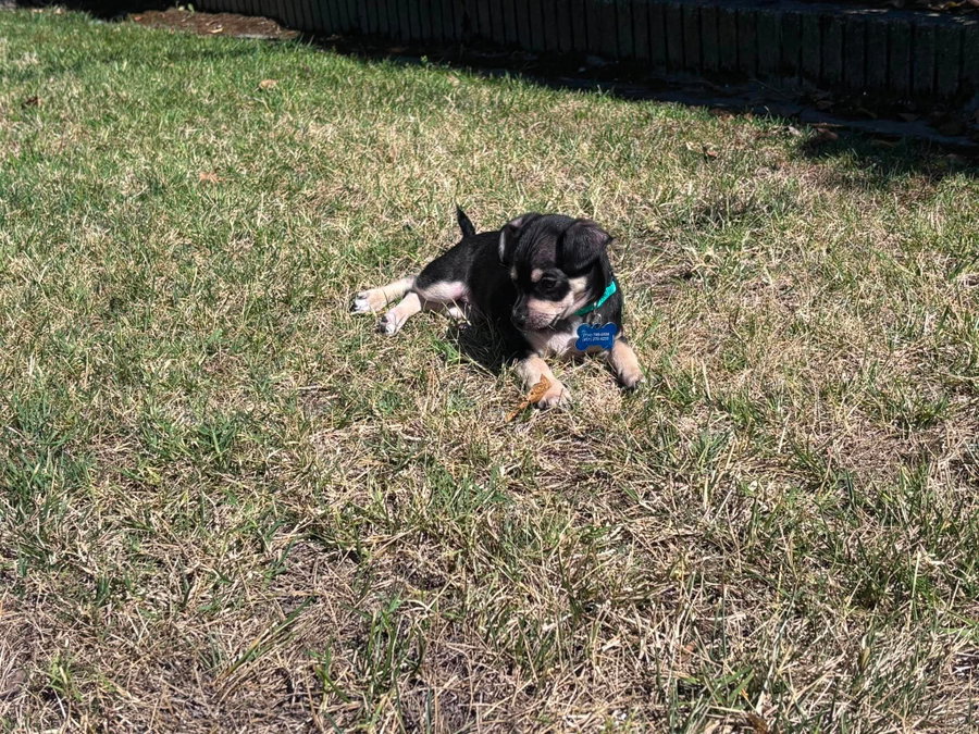 Odie