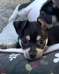 Odie image 3