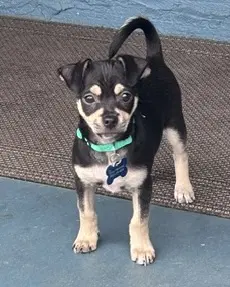 Odie - Chihuahua