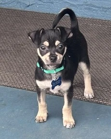 Odie
