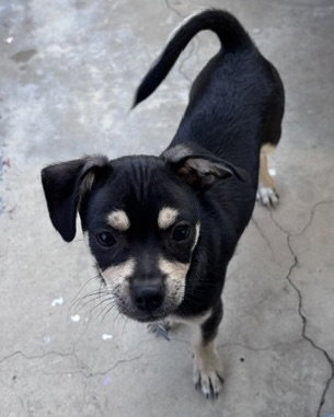 Odie photo 4