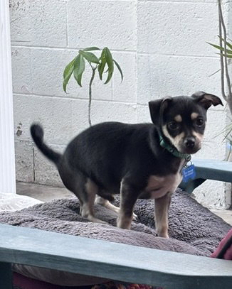 Odie photo 5