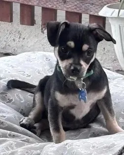 Odie image 4