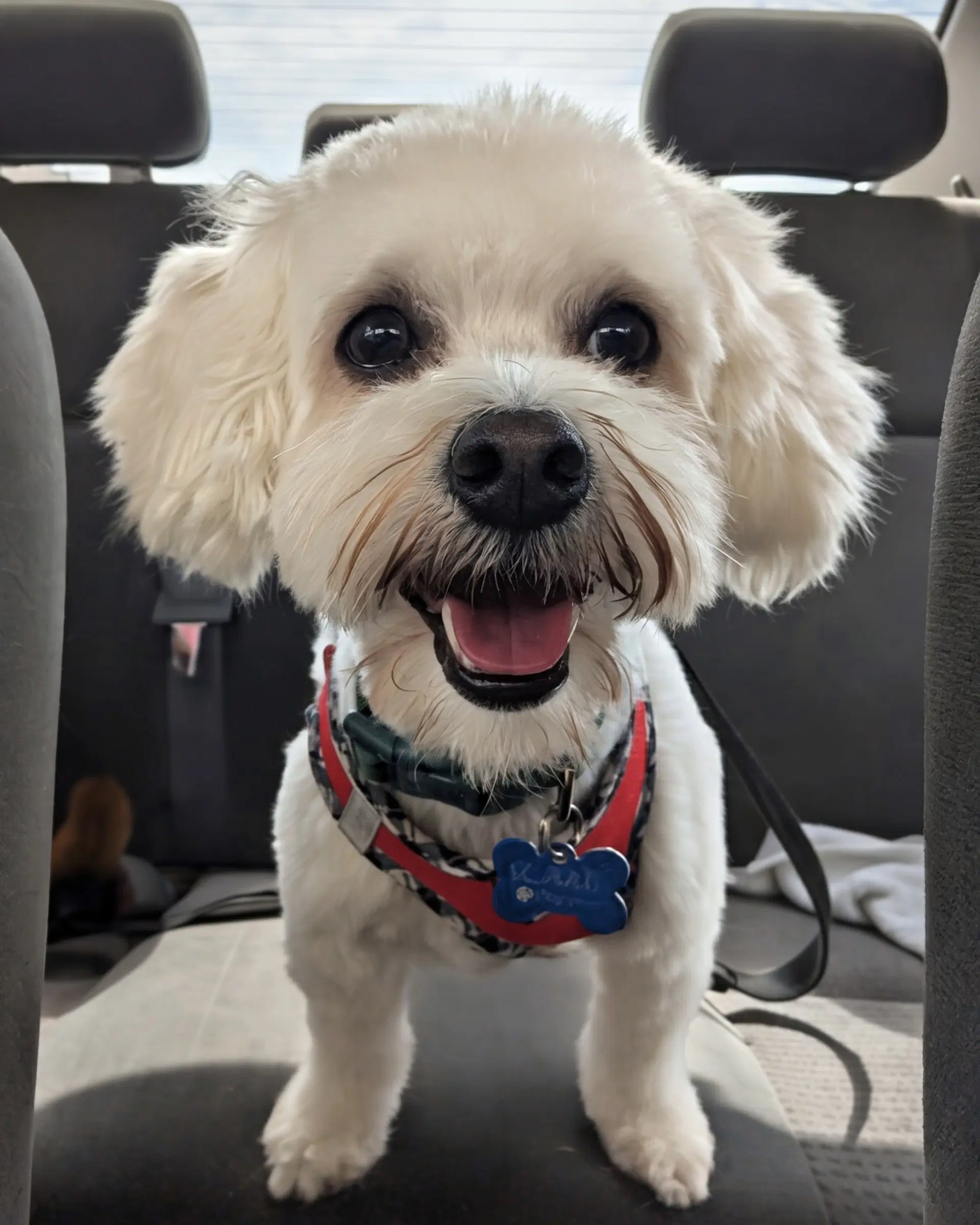 Banner - Poodle (Miniature)
