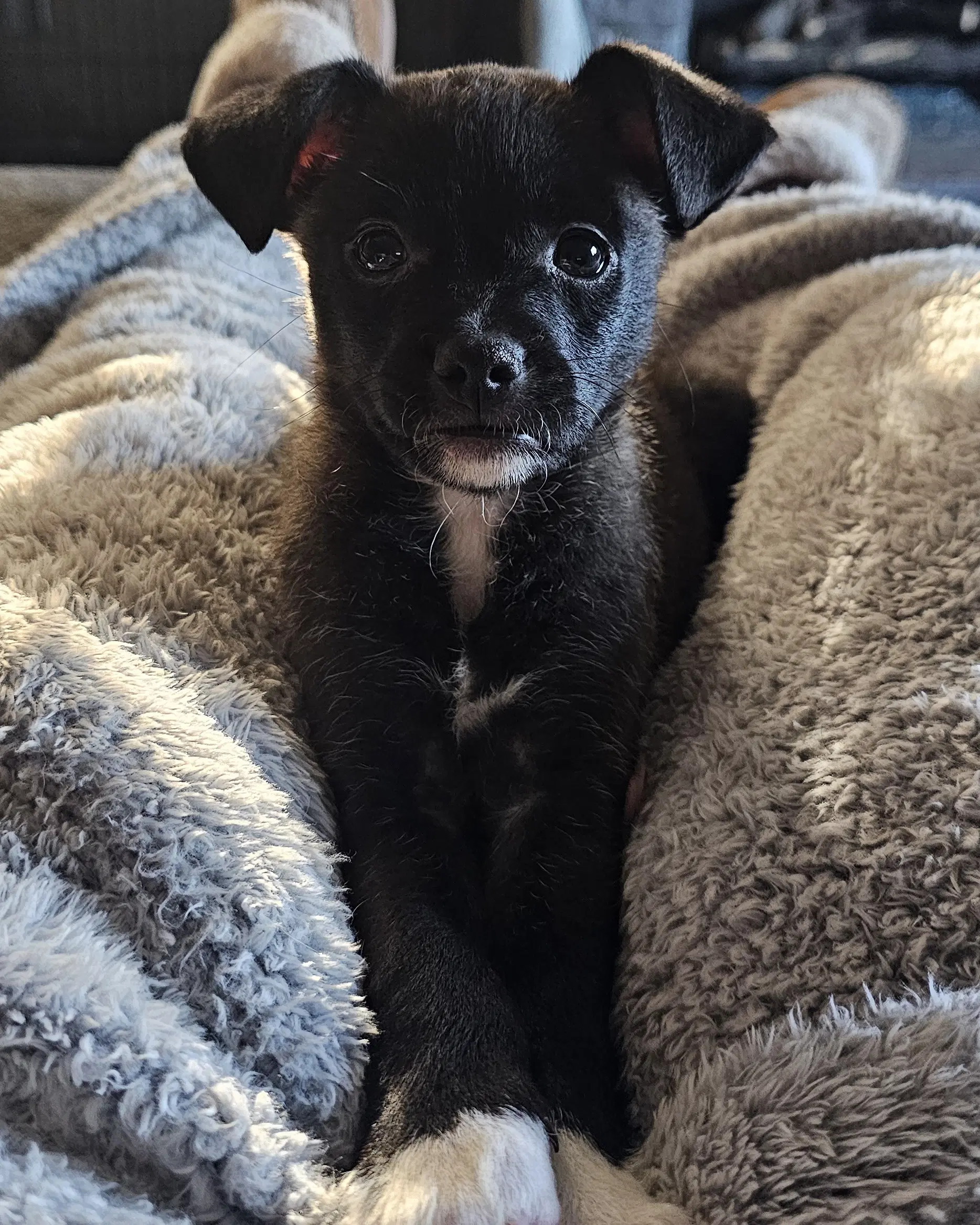 Kip - Chihuahua