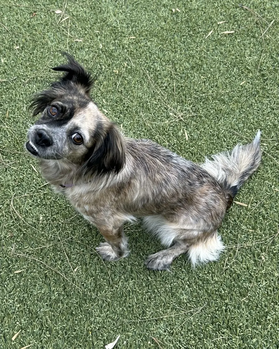 Callie - Spaniel