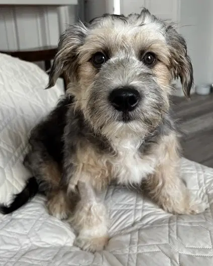 Benji - Terrier