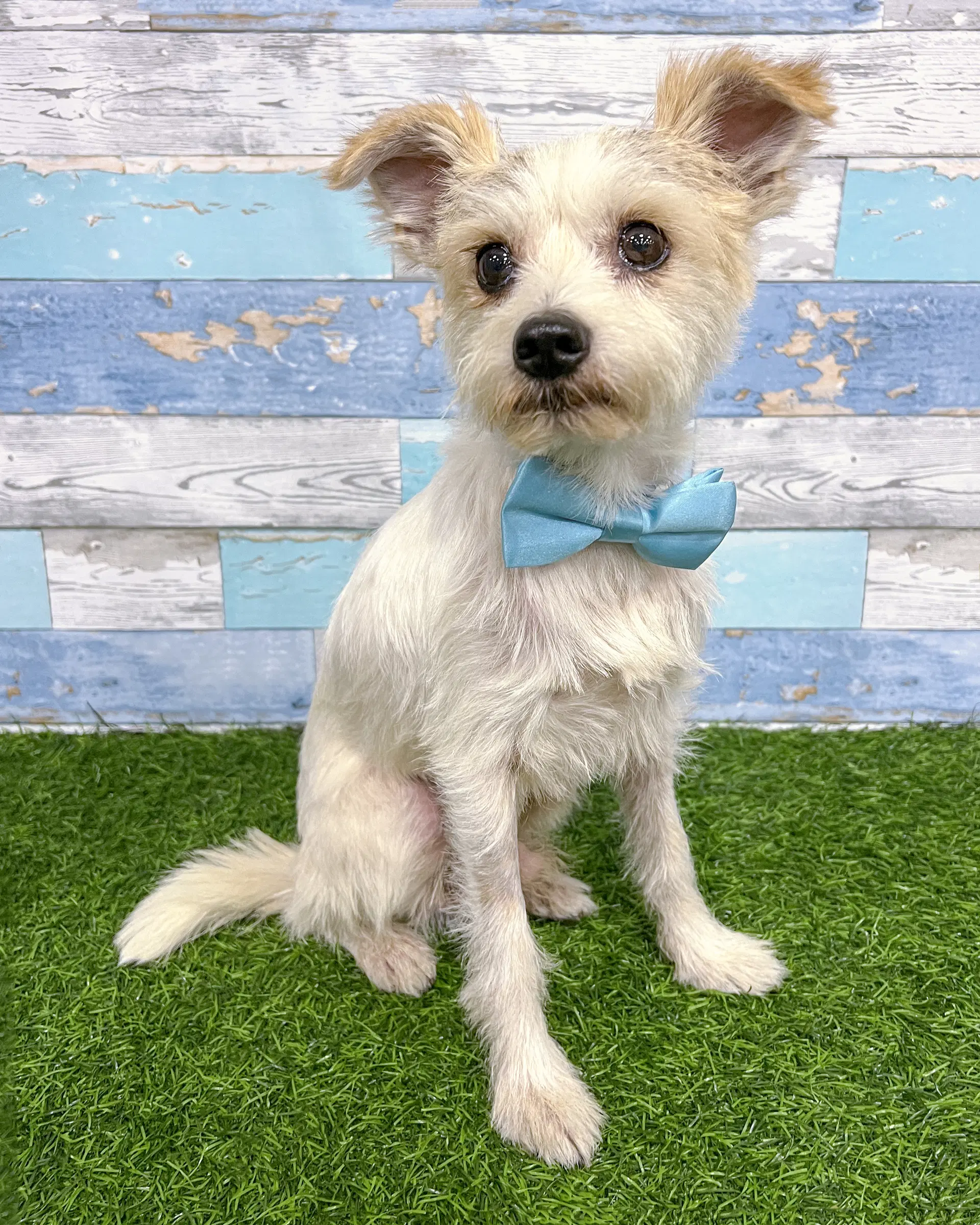 Gravy - Terrier