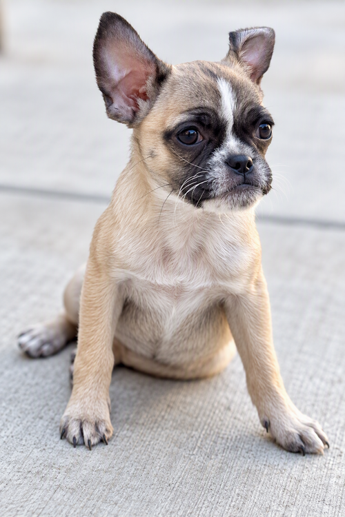 Ella, Pug / Mixed (short coat)