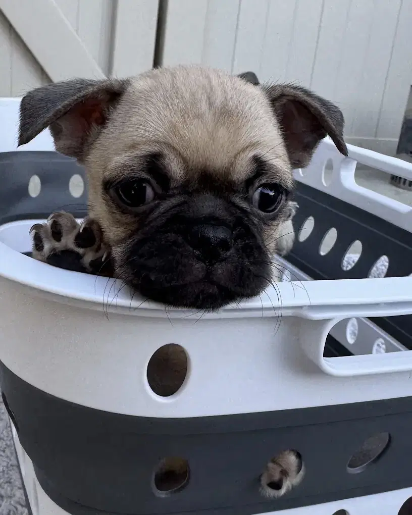 Raven - Pug