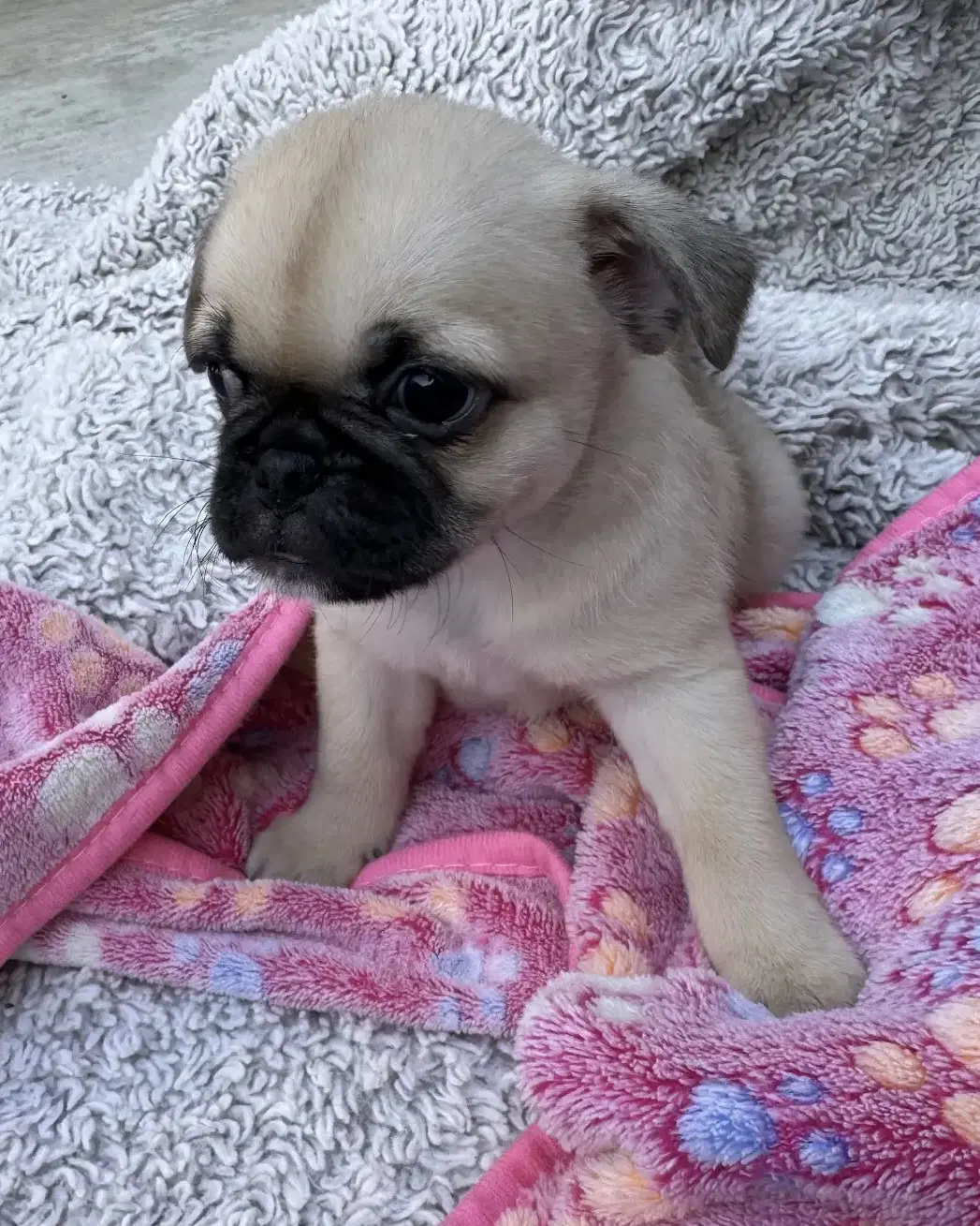 Winston image 2