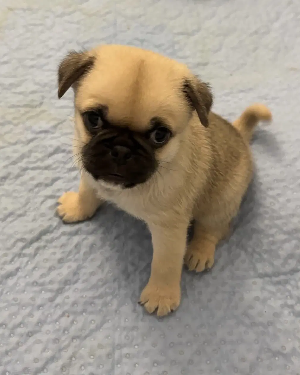 Winston - Pug
