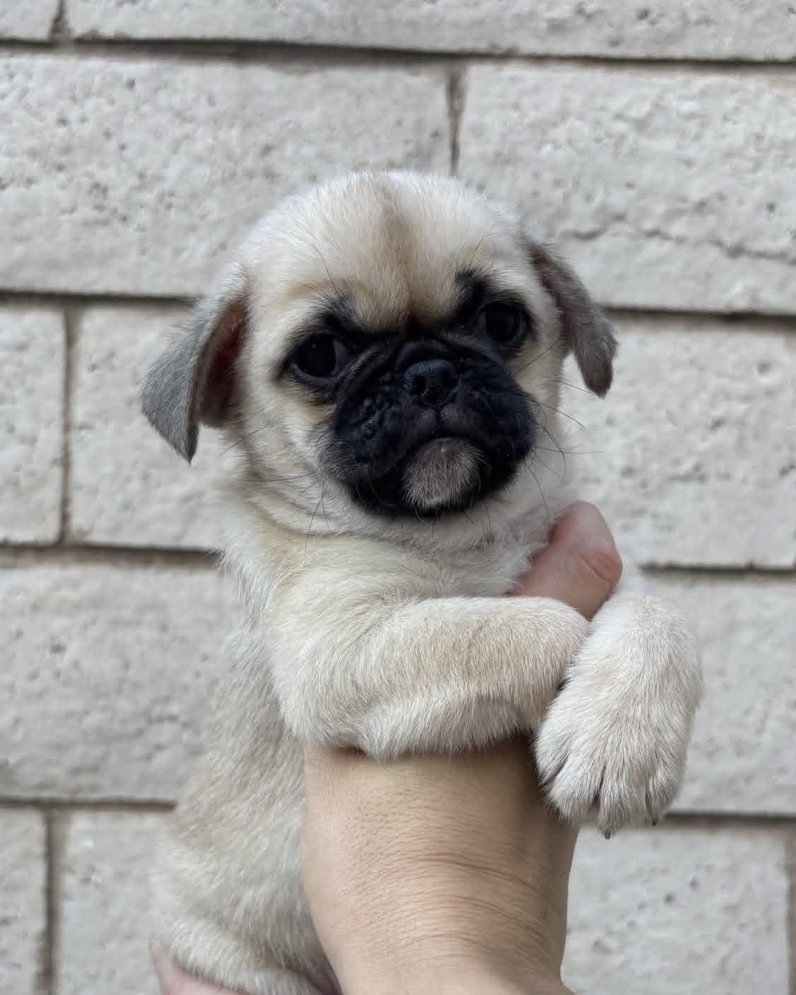 Winston, Pug