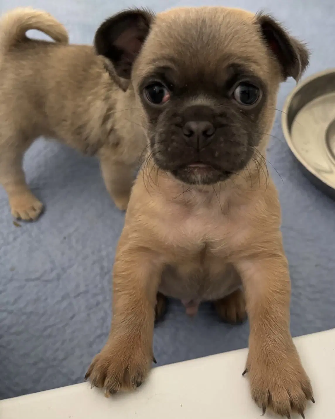 Rocket - Pug