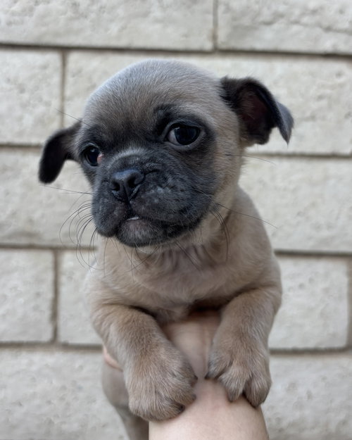 Photo 2 of Rocket