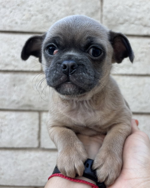 Photo 6 of Rocket