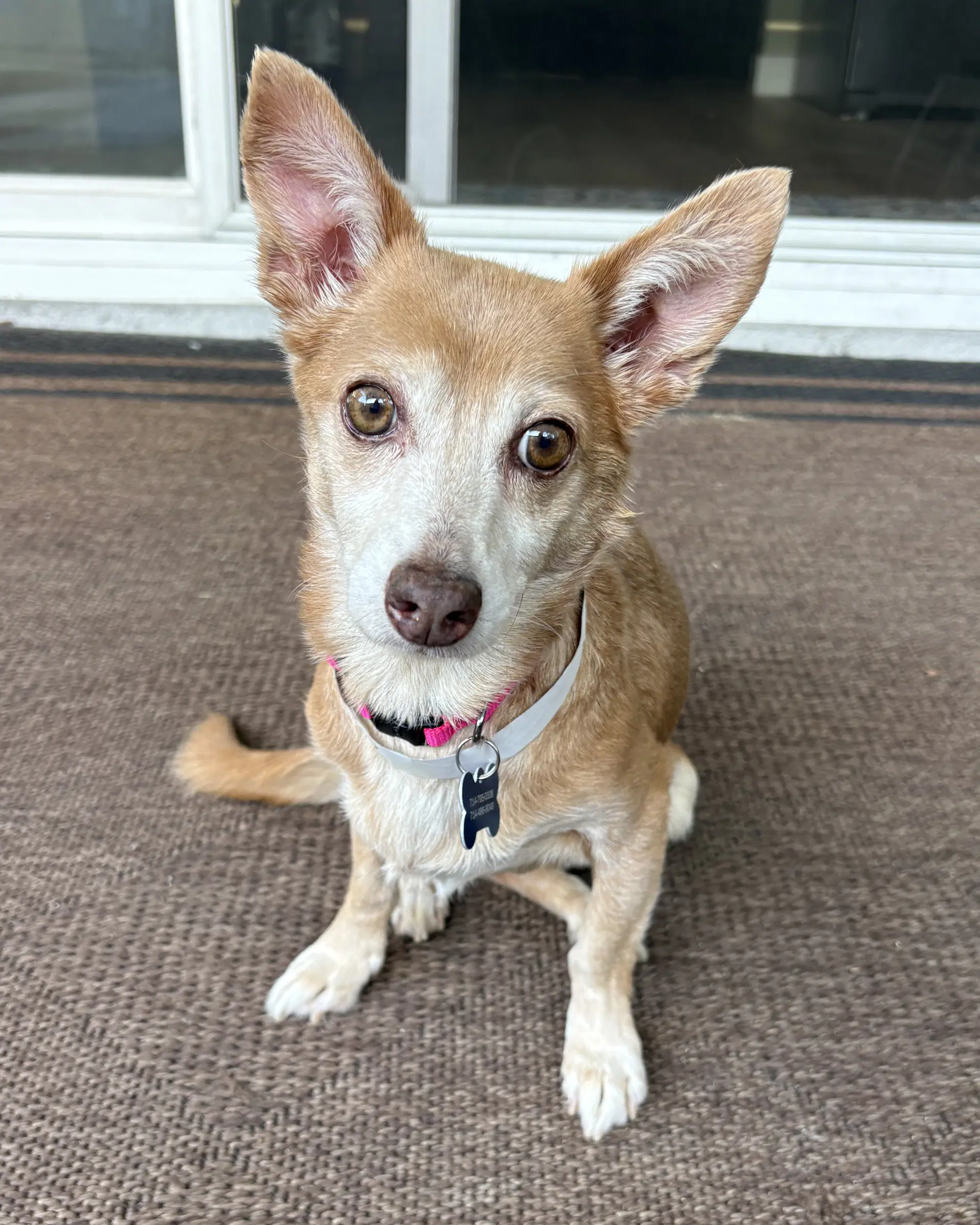 Penny - Chihuahua