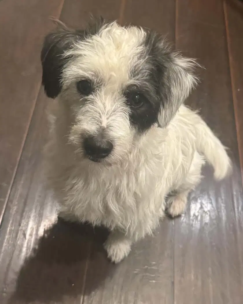 Ziggy - Terrier