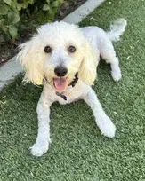 Diamond - Maltese