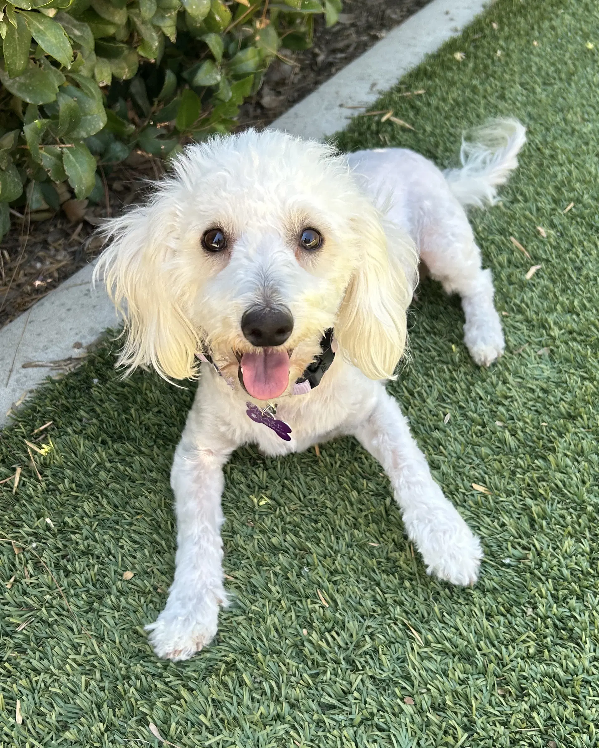 Diamond - Maltese
