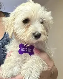 Opal - Maltese