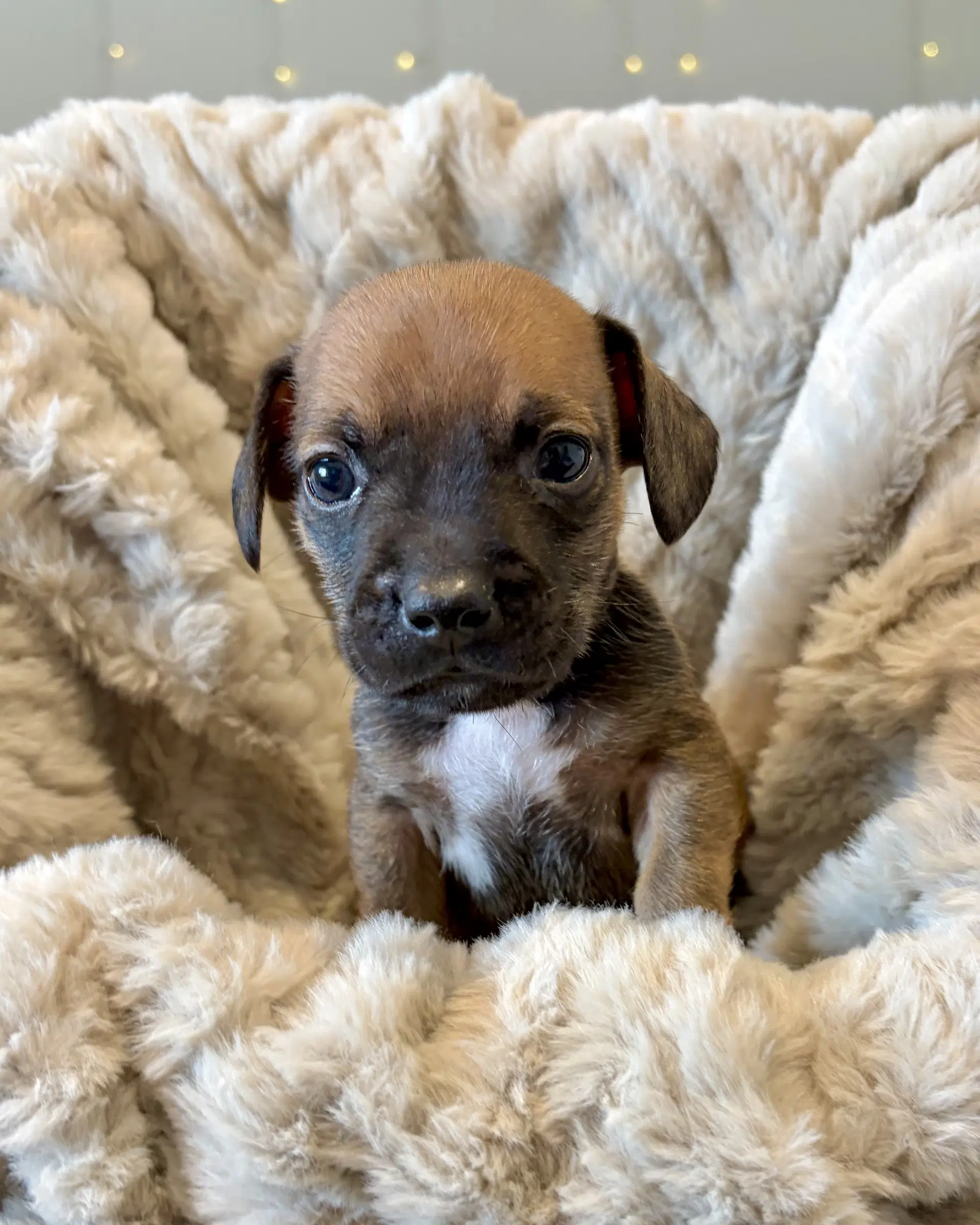 Pickles - French Bulldog