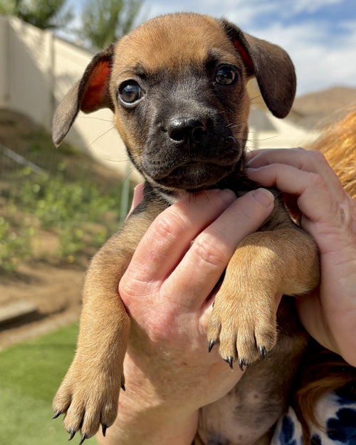 Pickles, a dog for adoption from I.C.A.R.E. Dog Rescue