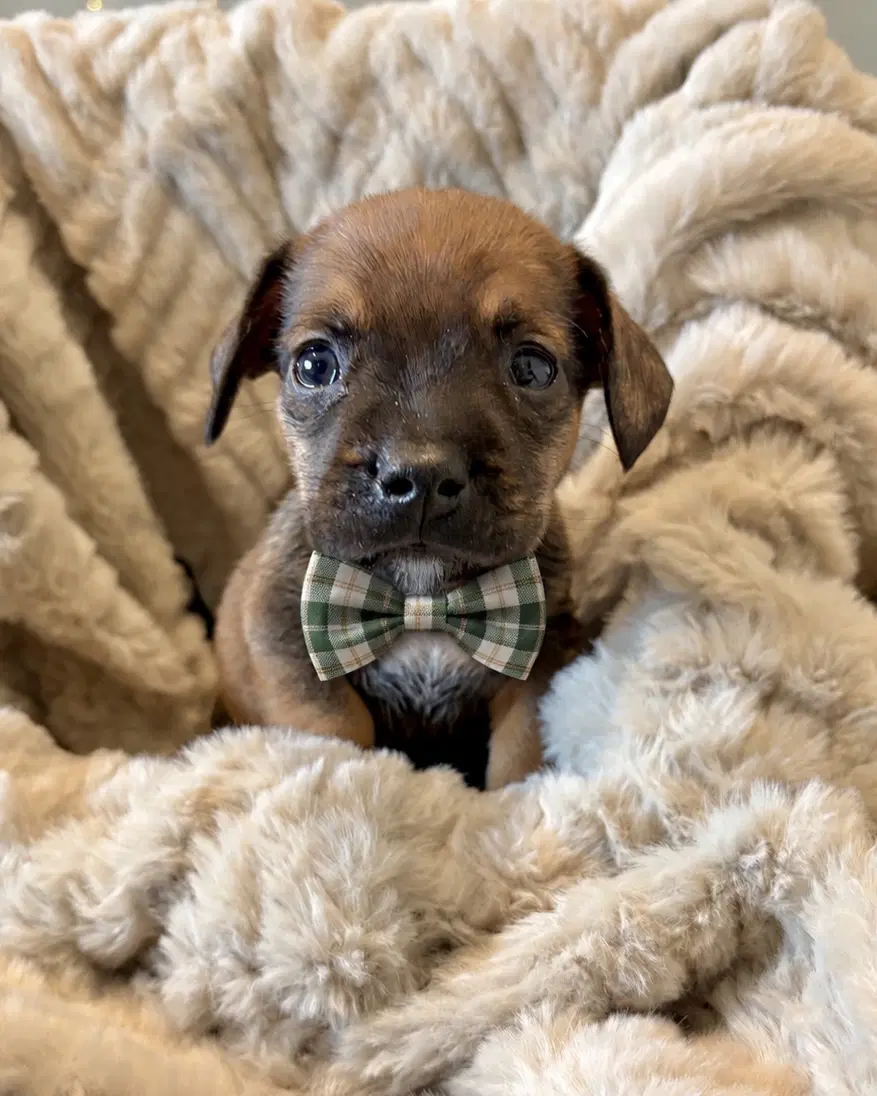 Pretzel - French Bulldog