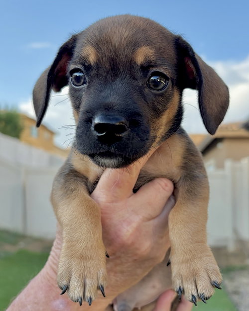 Pretzel, a dog for adoption from I.C.A.R.E. Dog Rescue