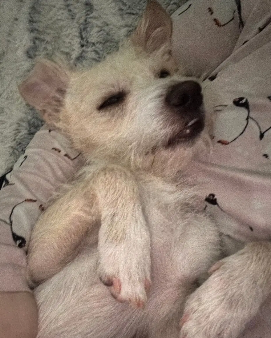 Otis image 4