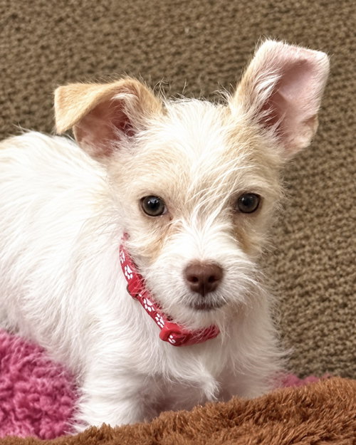 Ace, Miniature Schnauzer / Chihuahua / Mixed (medium coat)