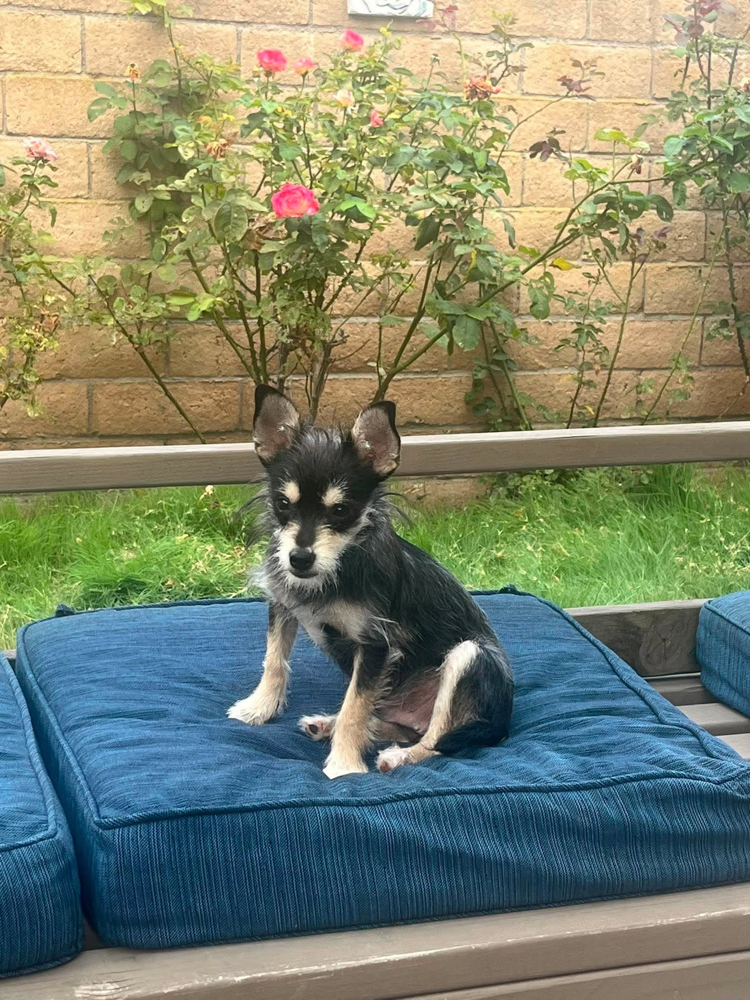 Blackberry, photo 12