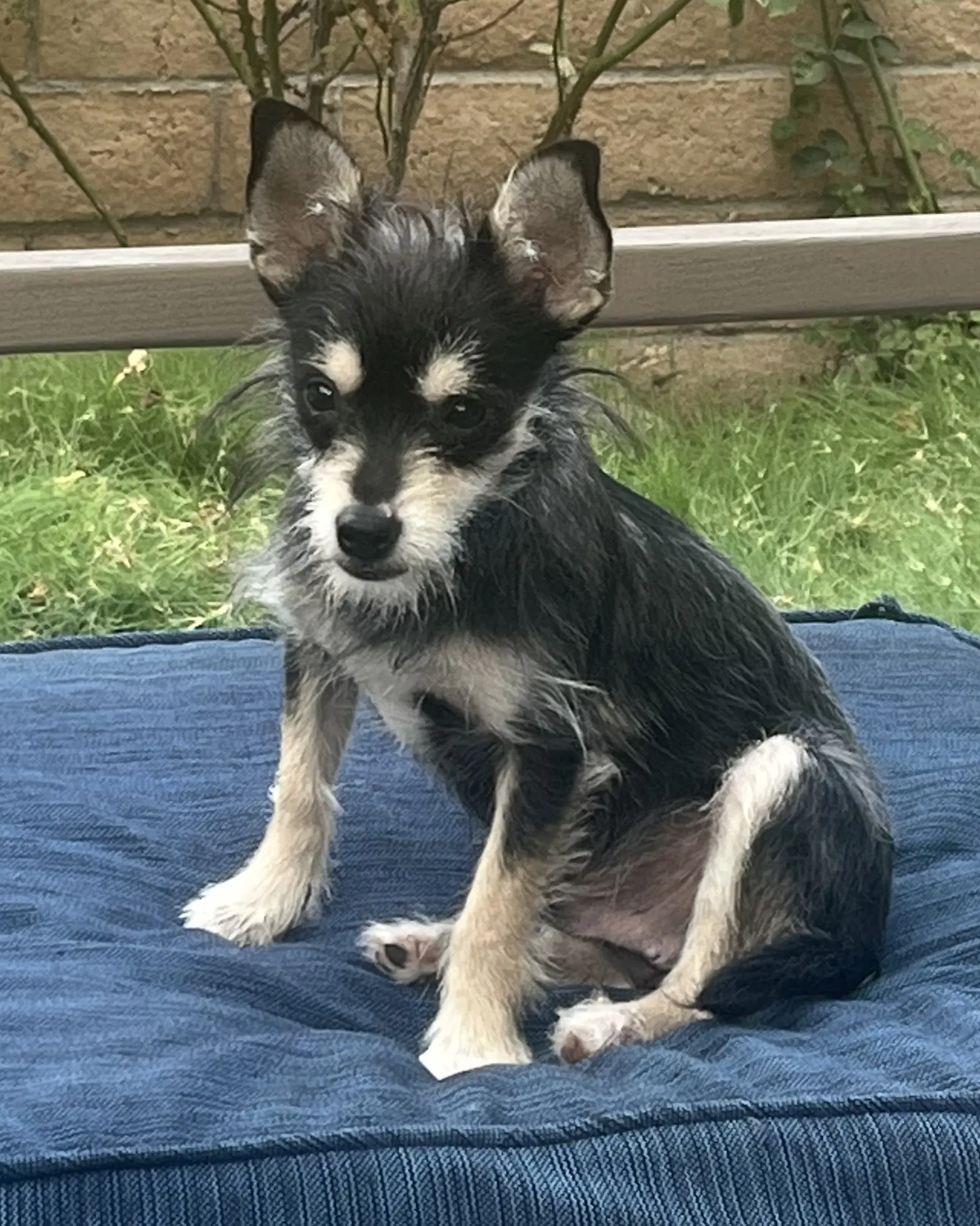 Blackberry - Terrier