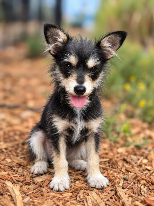 Blackberry, Schnauzer / Chihuahua / Mixed (medium coat)
