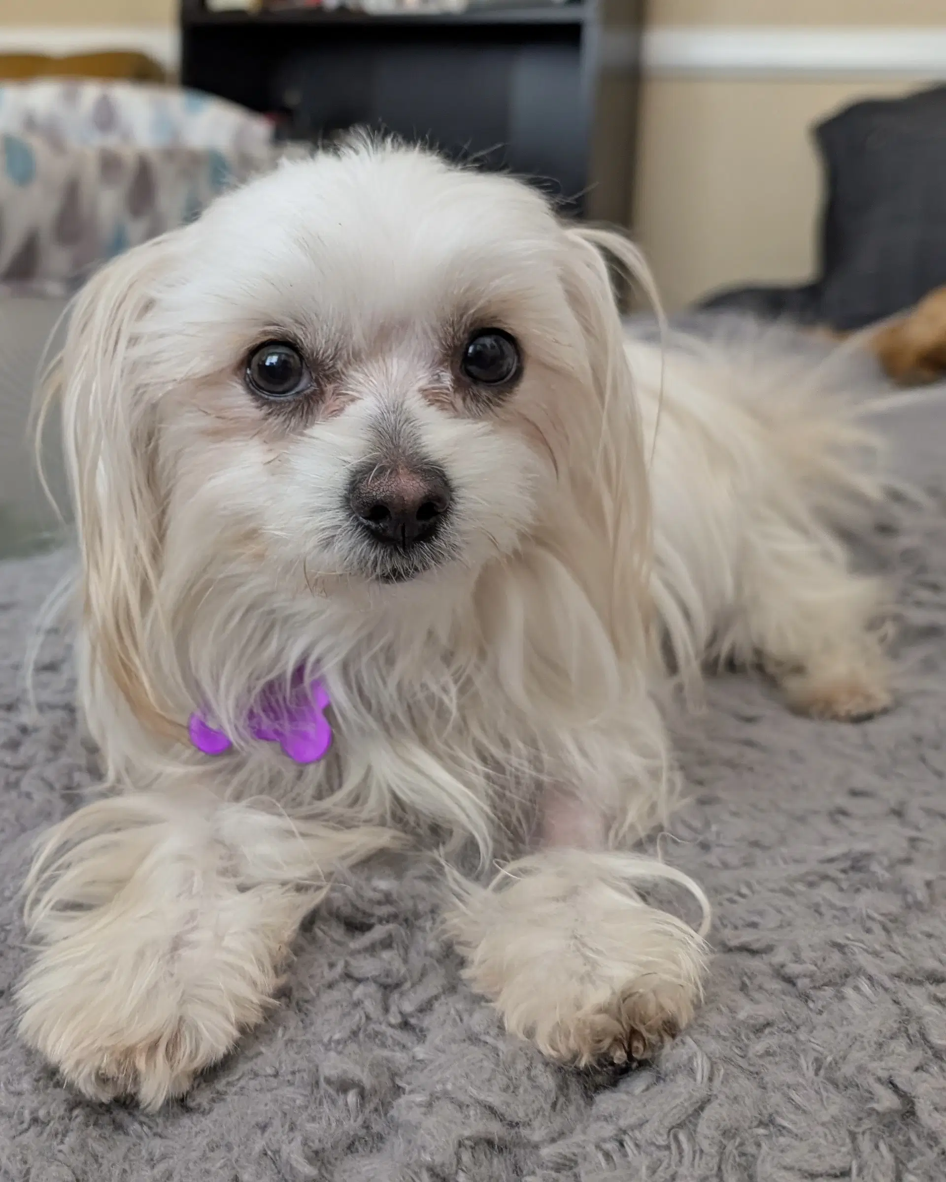 Bitsy - Maltese
