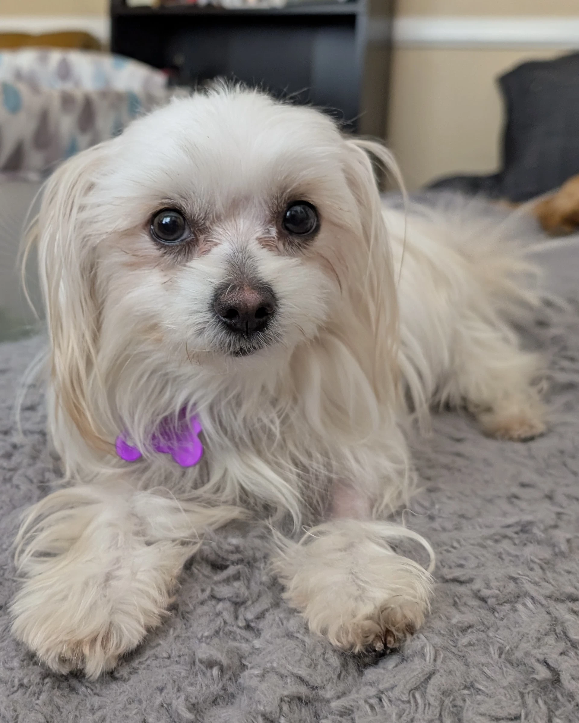 Bitsy