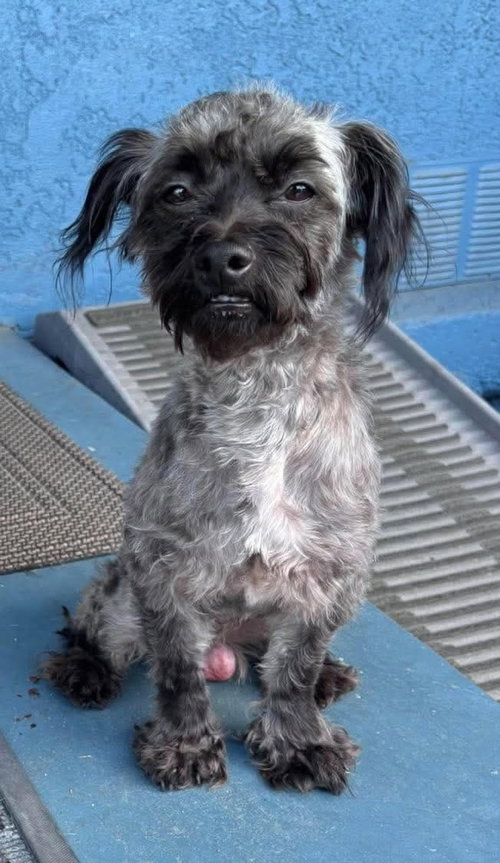 Oreo, a dog for adoption from I.C.A.R.E. Dog Rescue
