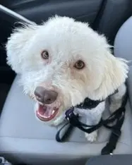 Maggie - Poodle (Miniature)