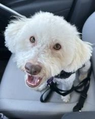 Maggie