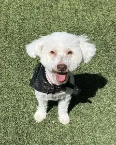 Maggie image 2
