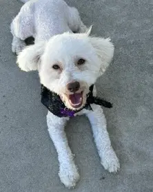 Maggie image 4