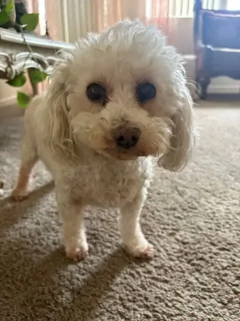 Cutie image 4