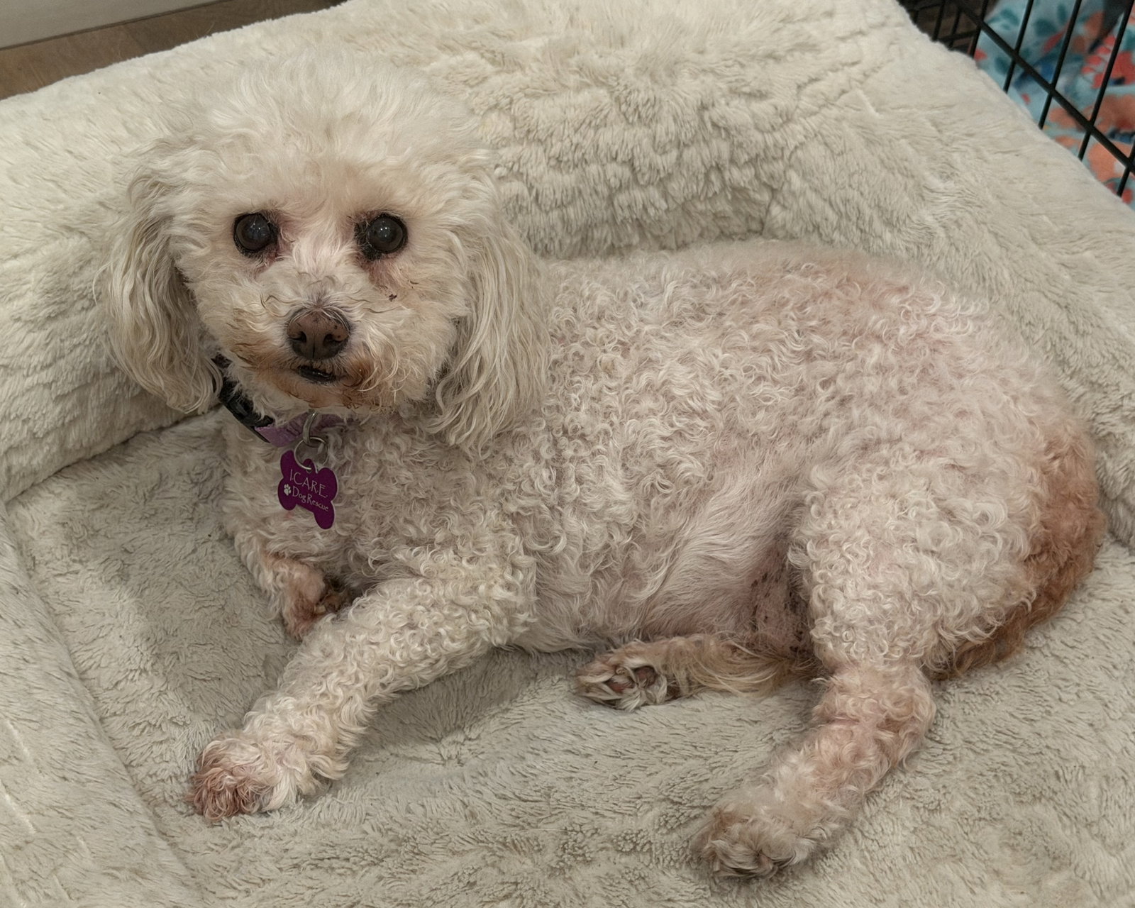 Cutie, Poodle (Miniature)