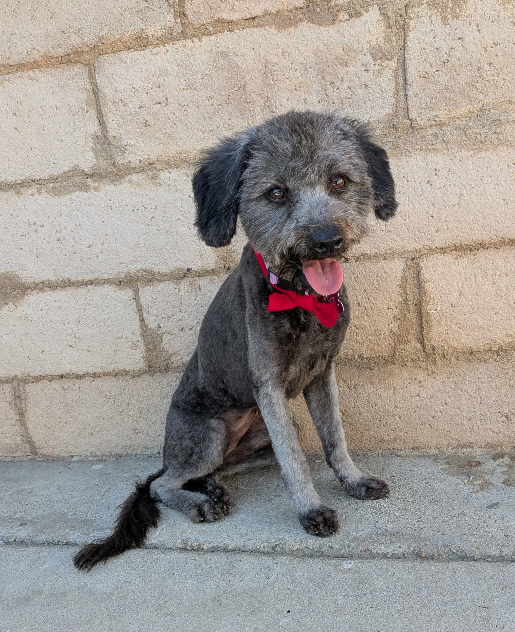 Violet - Poodle (Miniature)