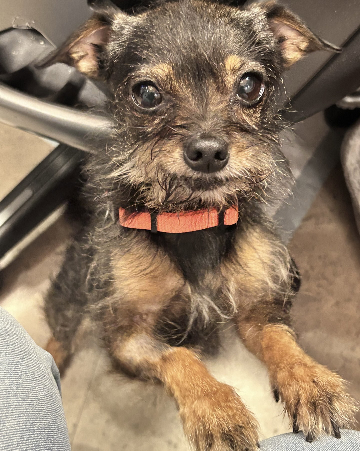 Rosie, photo 9