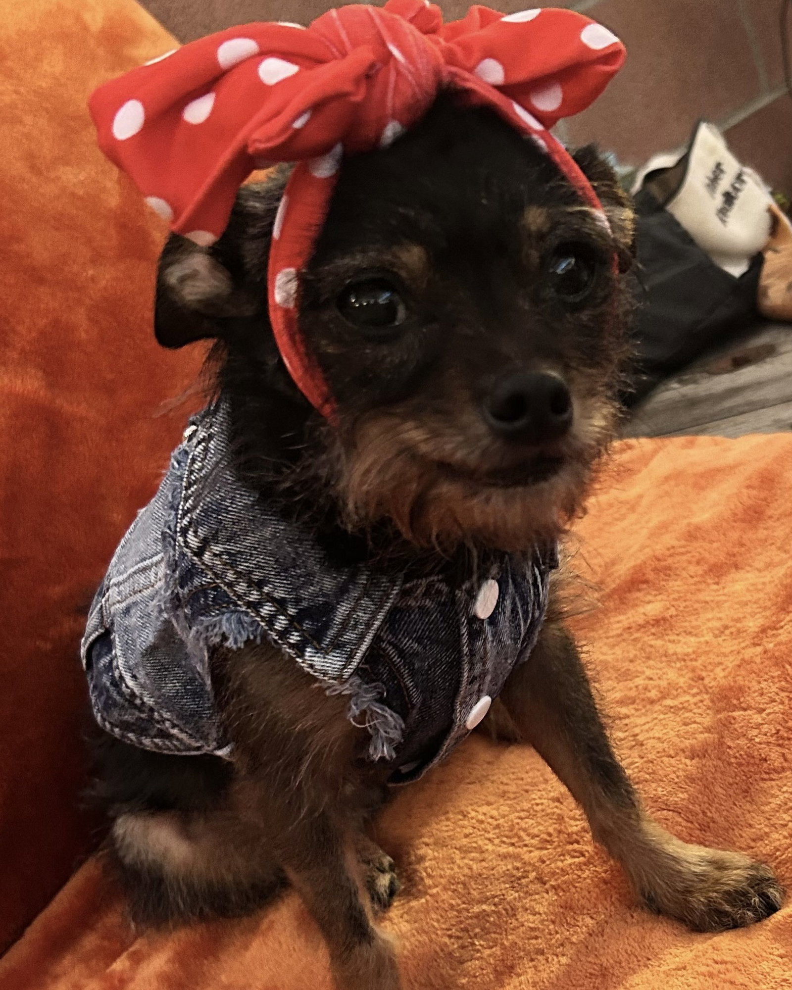 Rosie, photo 4