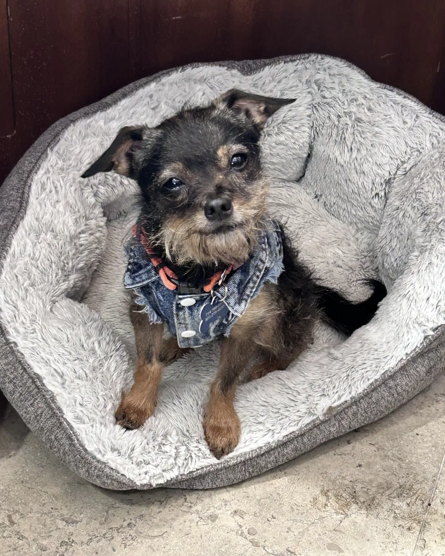 Rosie - Chihuahua