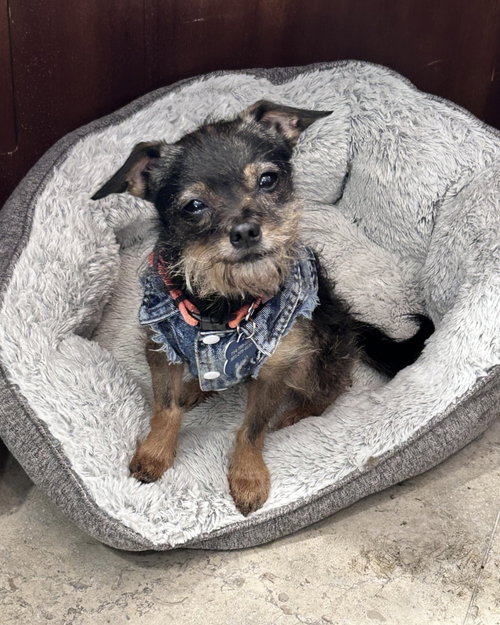 Rosie, Chihuahua / Terrier (medium coat)
