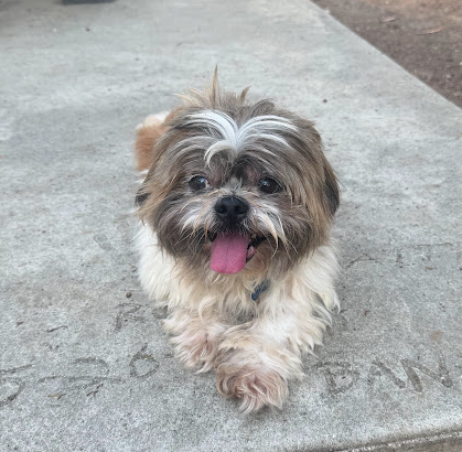 Archie, Shih Tzu