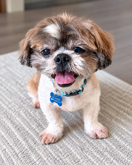 Archie, a dog for adoption from I.C.A.R.E. Dog Rescue